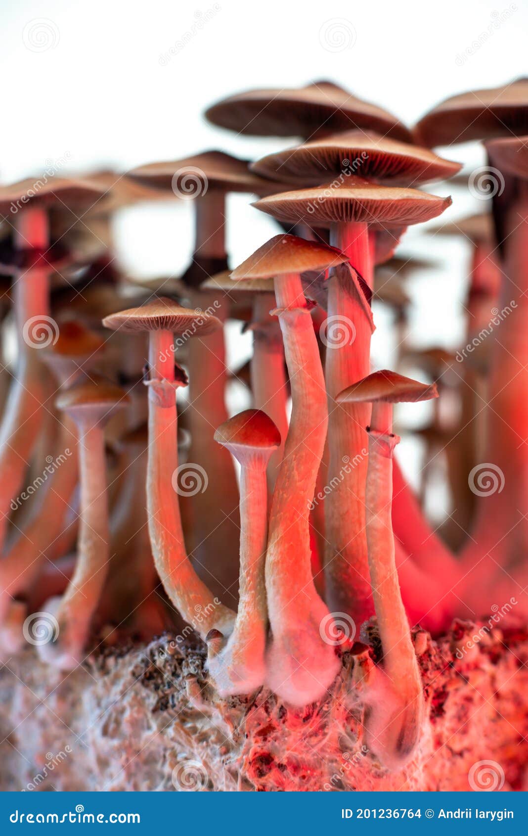 microdosing small dose of a classicÃÂ psychedelic psilocybin